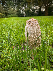  Coprinus comatus, known as the shaggy ink cap or shaggy ink cap