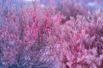 Infrared photography, a landscape filled with dense shrubs or plants. The color palette is mainly...
