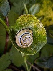  Snail on a green leaf in the garden. Shallow depth of field