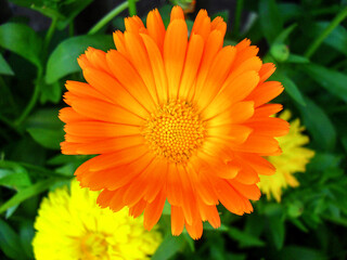 Calendula officinalis, known as marigold