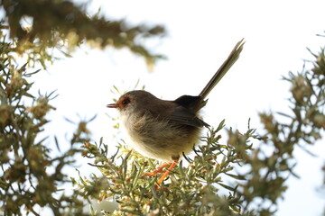 Female Blue Wren Perched on a Tree