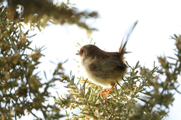 Female Blue Wren Perched on a Tree