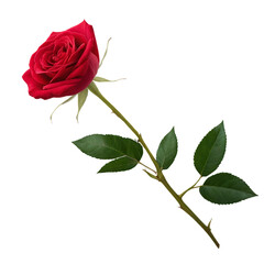 Fototapeta premium red rose isolated on white