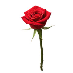 red rose isolated on white
