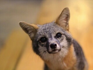 Gray Fox Portrait: Close-up portrait of a gray fox with expressive eyes, perfect for wildlife education and animal behavior themes.
