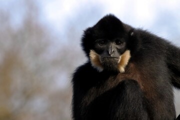 gibbon