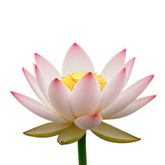 lotus flower isolated on white