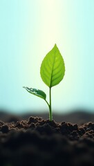 Fototapeta premium Celebrate Earth Day with this ultra HD image of a young sapling in rich soil, symbolizing renewal. Sunlit leaves with dewdrops against a minimalist blue-to-white gradient background.