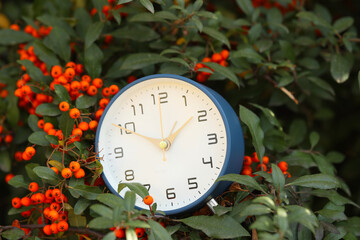 Autumn time. Alarm clock on firethorn bush outdoors, closeup