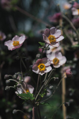 Eriocapitella hupehensis Gentle Anemones Bathed in Soft Sunlight