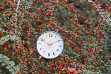 Autumn time. Alarm clock on cotoneaster bush outdoors, closeup