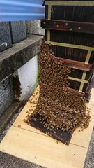 2039)Unlike the usual Japanese honeybees, it seems that my communication with Western honeybees is not sufficient(Photo taken at 09:43 on august 10, 2017)