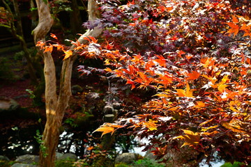中野邸記念館の紅葉（新潟県）