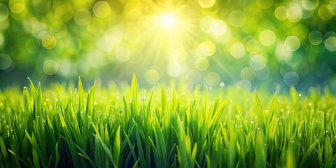 Lush Green Grass Field Background with Sun Flare Bokeh - Perfect for Spring Summer Product Photography