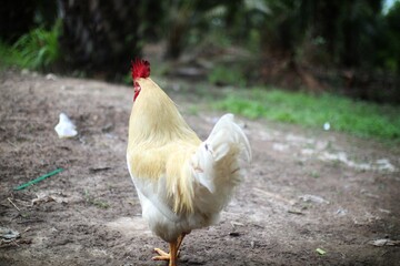 Majestic Rooster with Golden Plumage Strutting Confidently Outdoors