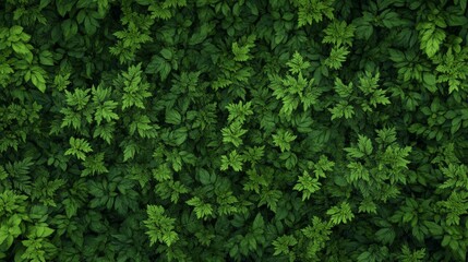 Vibrant green leaves creating a dense, textured backdrop, forming a lush, natural scene ideal for nature themed designs and enhancing the beauty of any project