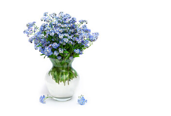 Blue flowers forget-me-nots in glass vase on a white background with space for text