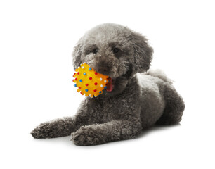 Cute dog with toy on white background. Adorable pet
