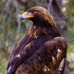 Obraz premium Golden Eagle in Repose: Golden eagle perched with a piercing gaze, its dark feathers contrasting against a soft, natural backdrop. 
