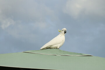 Cockatoo Perched on a Sunshade