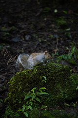 Squirrel on a rock in the forest