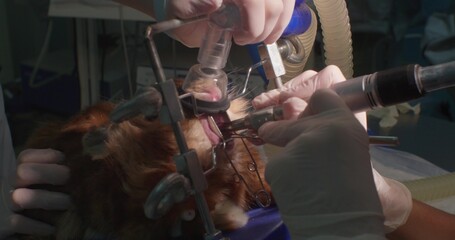 A professional veterinarian carefully trims a rabbit's teeth under anesthesia, preventing...