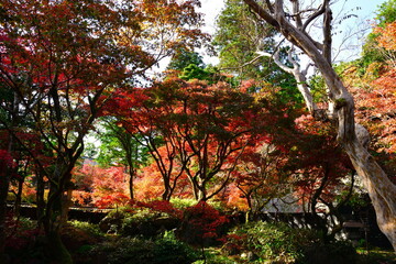 中野邸記念館の紅葉（新潟県）