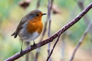  Un pettirosso (Erithacus rubecula) appollaiato su un ramo si guarda intorno in una fredda giornata autunnale.
