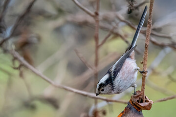 Un codibugnolo  (Aegithalos caudatus)  su un ramo guarda in basso con curiosità. 