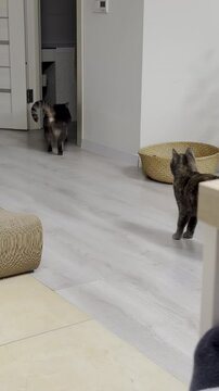 Two curious cats explore their cozy living space