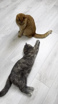 Cats playing and exploring on a wooden floor indoors