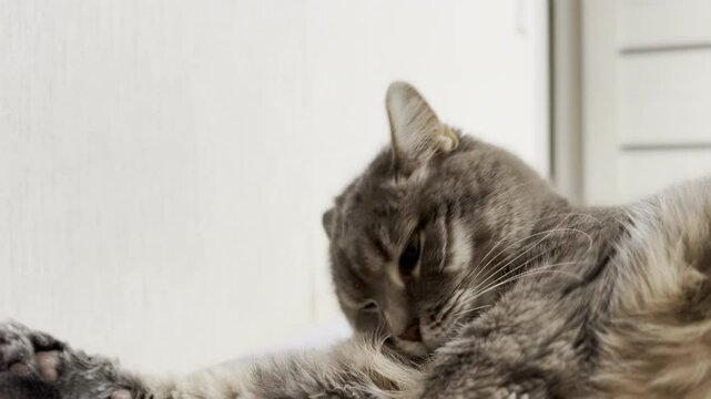 Happy cat enjoys grooming time in cozy home