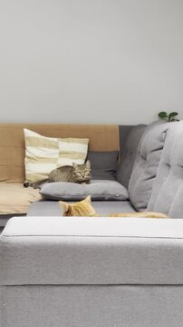 Cat lounging on a couch with another cat nearby