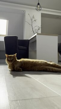 Cat stretches in sunlight at home during daylight hours