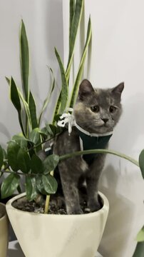 Cat explores a potted plant in cozy indoor setting