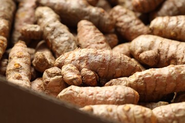 Many fresh turmeric roots as background, closeup