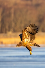 Sea eagle from Getterön, Varberg in Sweden. It was a cold sunny morning in Januari 2005.