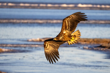 Sea eagle from Getterön, Varberg in Sweden. It was a cold sunny morning in Januari 2005.