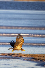 Sea eagle from Getterön, Varberg in Sweden. It was a cold sunny morning in Januari 2005.