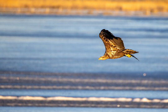 Sea eagle from Getter&ouml;n, Varberg in Sweden. It was a cold sunny morning in Januari 2005.