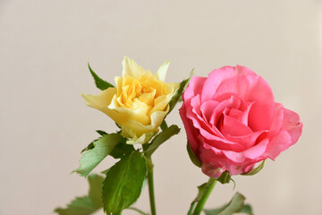ピンクと黄色のばら