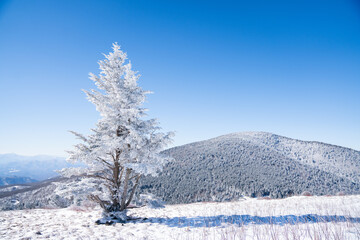 Obraz premium A lone frost-covered tree stands resilient against the backdrop of snow-draped mountains and a crystal-clear blue sky. Roan Mountain, North Carolina, USA 01202025