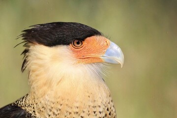 Crested Caracara Close-up: A detailed portrait of a crested caracara, with its striking black and white plumage and intense gaze, perfect for bird enthusiasts and wildlife photographers.
