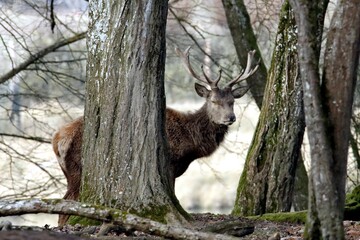 cerf