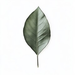 Detailed Green Leaf Isolated on White Background with Texture