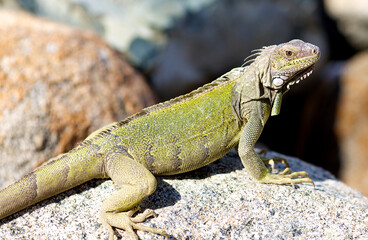 iguana on a rock