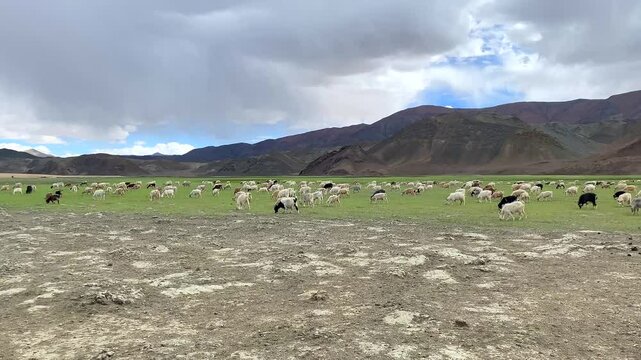 A herd of Pashmina wool goats graze near the Himalayan mountains in Rhongo Ladakh, India.