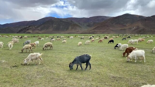 A herd of Pashmina wool goats graze near the Himalayan mountains in Rhongo Ladakh, India.