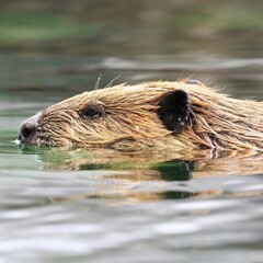 Beaver Swimming in Water: A beaver glides smoothly through water, its fur wet and detailed,...
