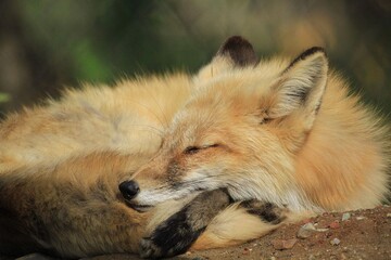 Sleeping Fox in Wild: Peaceful scene of a fox sleeping soundly in the wild, its fur blending perfectly with the earthy background.

